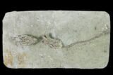 Two Fossil Crinoids (Cyathocrinites & Macrocrinus) - Indiana #148998-1